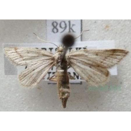 Speranza fusca (Thunberg, 1792) female Finland89k